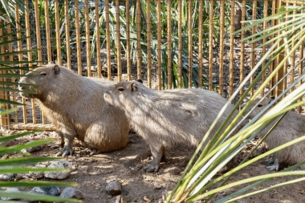Capybara Caper: Zoo Offers Free Tickets for Fugitive Rodent 🐾 Capybara Caper: Zoo Offers Free Tickets for Fugitive Rodent 🐾
