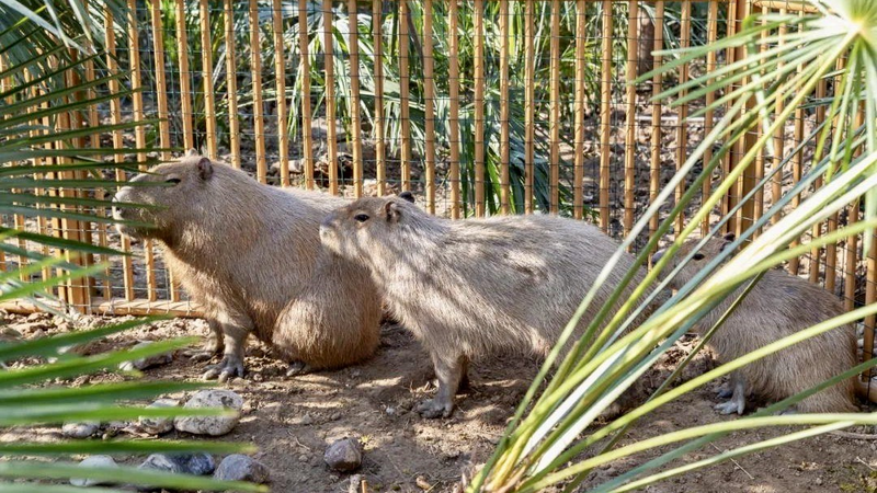 Capybara Caper: Zoo Offers Free Tickets for Fugitive Rodent 🐾