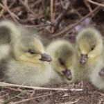 QELH34X06U6E3B68W35Z - 🌍NewspaperAmigo – Your Global News Buddy 🗞️ Yellow River’s ‘Duck Egg Island’ Welcomes 10,000 Migratory Birds 🦆🌿 video poster