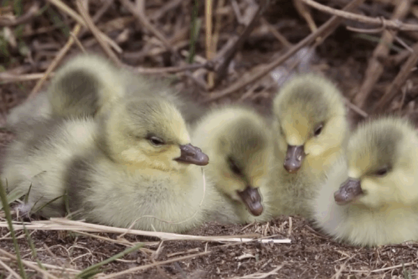 Yellow River’s ‘Duck Egg Island’ Welcomes 10,000 Migratory Birds 🦆🌿 video poster