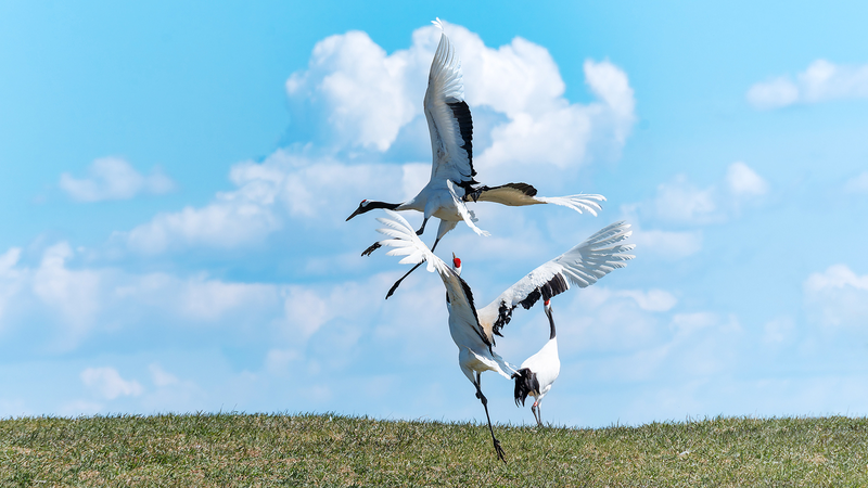 Crane Ballet Takes Flight in Qiqihar 🌾✨ Crane Ballet Takes Flight in Qiqihar 🌾✨