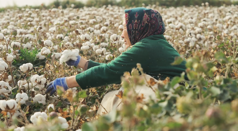 From Fields to Screens: Xinjiang’s Cotton Story Weaves Global Bonds 🌾🎥 From Fields to Screens: Xinjiang’s Cotton Story Weaves Global Bonds 🌾🎥 video poster
