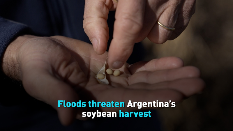 Argentina Soybean Crisis: Floods Threaten Key Harvest 🌾💧 Argentina Soybean Crisis: Floods Threaten Key Harvest 🌾💧 video poster
