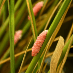 RHU1F74BO5OJHF2290KD - 🌍NewspaperAmigo – Your Global News Buddy 🗞️ BioControl Backfire: Invasive Weeds Team Up Against Us 🌾🦗