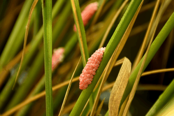 BioControl Backfire: Invasive Weeds Team Up Against Us 🌾🦗 BioControl Backfire: Invasive Weeds Team Up Against Us 🌾🦗