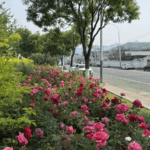 🌹 Beijing's 21km Rose Avenue Blooms Into a Tourist Hotspot! video poster