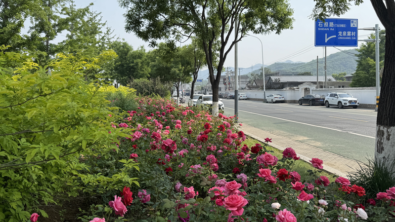 RPFDN8OFHICFDK9ZC2NO - 🌍NewspaperAmigo – Your Global News Buddy 🗞️ 🌹 Beijing's 21km Rose Avenue Blooms Into a Tourist Hotspot! video poster