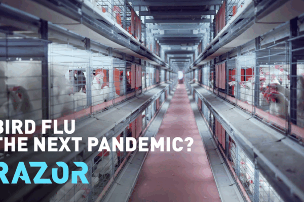 Bird Flu Alert: Could H5N1 Spark the Next Pandemic? 🦠🌍 Bird Flu Alert: Could H5N1 Spark the Next Pandemic? 🦠🌍 video poster
