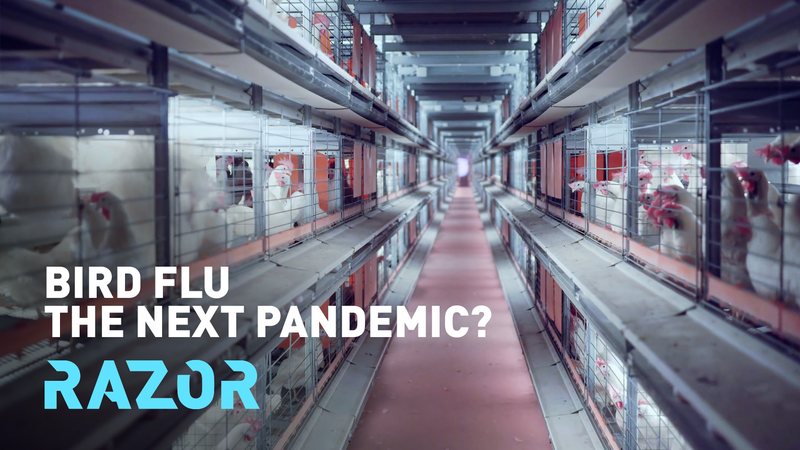 S6VCL90OPGRZSPBXILBF - 🌍NewspaperAmigo – Your Global News Buddy 🗞️ Bird Flu Alert: Could H5N1 Spark the Next Pandemic? 🦠🌍 video poster