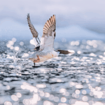 T7FTV5P1TS8W08QPTO8N - 🌍NewspaperAmigo – Your Global News Buddy 🗞️ Rare Chinese Merganser Chicks Take First Brave Leaps in Jilin 🐣🌿 video poster