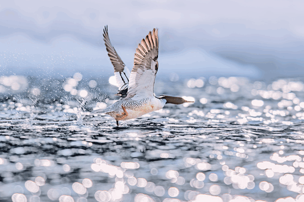 Rare Chinese Merganser Chicks Take First Brave Leaps in Jilin 🐣🌿 Rare Chinese Merganser Chicks Take First Brave Leaps in Jilin 🐣🌿 video poster
