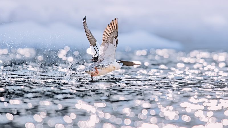 Rare Chinese Merganser Chicks Take First Brave Leaps in Jilin 🐣🌿 video poster