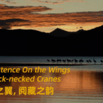 T9H14MXULSD12KJIIDDP - 🌍NewspaperAmigo – Your Global News Buddy 🗞️ Black-Necked Cranes: Xizang’s Celestial Dancers & Cultural Icons 🕊️✨ video poster