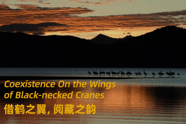 Black-Necked Cranes: Xizang’s Celestial Dancers & Cultural Icons 🕊️✨ Black-Necked Cranes: Xizang’s Celestial Dancers & Cultural Icons 🕊️✨ video poster