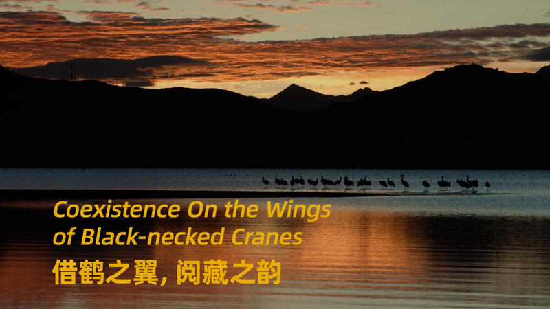 Black-Necked Cranes: Xizang’s Celestial Dancers & Cultural Icons 🕊️✨ video poster