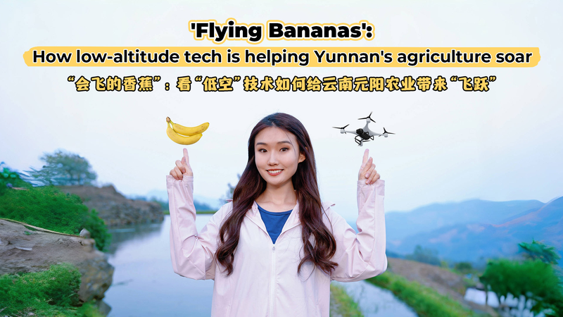 Yunnan’s Banana Farmers Take Flight with Drone Tech 🚁🍌 video poster