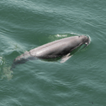 TPNBWZ511JZT0VNCEAGY - 🌍NewspaperAmigo – Your Global News Buddy 🗞️ China’s Underwater Tech Saves Smiling Porpoises 🌊🐬