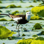 TPS5LT9ZLA4T0RTDB7QJ - 🌍NewspaperAmigo – Your Global News Buddy 🗞️ Pheasant-Tailed Jacanas: Wetland ‘Fairies’ Signal Eco Success 🌿🦢