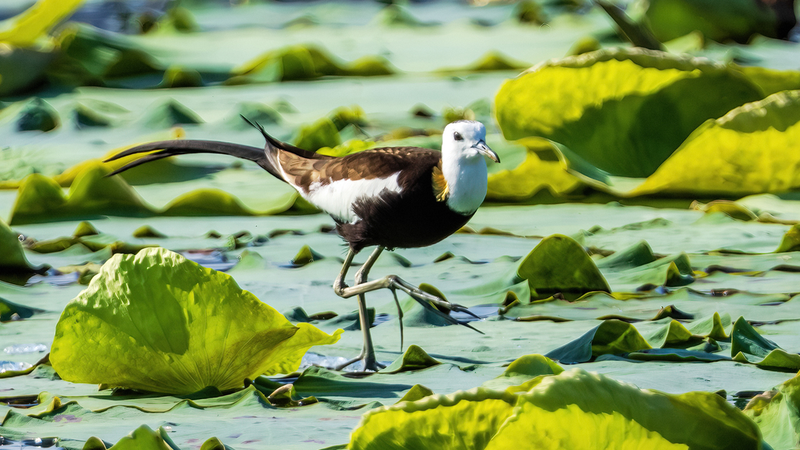 Pheasant-Tailed Jacanas: Wetland ‘Fairies’ Signal Eco Success 🌿🦢