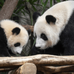 U1Q4JQU64MHNR54ZAC2B - 🌍NewspaperAmigo – Your Global News Buddy 🗞️ Hong Kong Welcomes First Panda Cubs Jia Jia & De De 🐼🎉