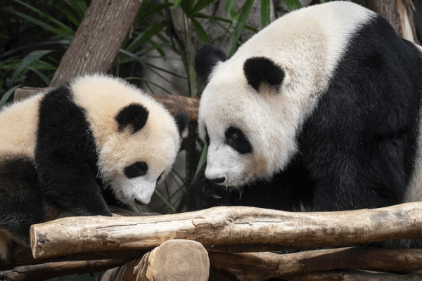 Hong Kong Welcomes First Panda Cubs Jia Jia & De De ๐ผ๐ Hong Kong Welcomes First Panda Cubs Jia Jia & De De ๐ผ๐