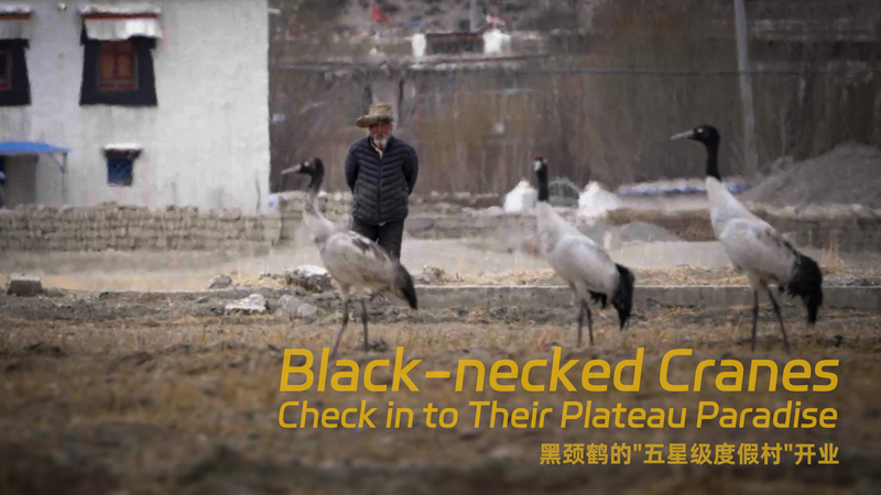 Black-Necked Cranes Return to Xizang’s Winter Wonderland 🕊️ Black-Necked Cranes Return to Xizang’s Winter Wonderland 🕊️ video poster