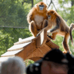 VTF5ANRVJSQS3QKFMTB7 - 🌍NewspaperAmigo – Your Global News Buddy 🗞️ China’s Golden Snub-Nosed Monkeys Debut in Europe Amid Conservation Push 🇨🇳🇫🇷