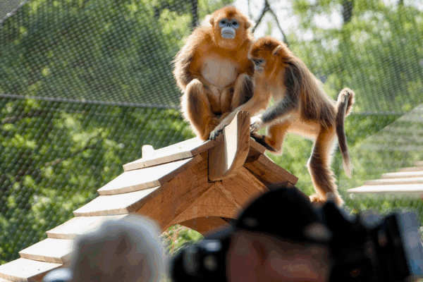 Chinaβs Golden Snub-Nosed Monkeys Debut in Europe Amid Conservation Push π¨π³π«π· Chinaβs Golden Snub-Nosed Monkeys Debut in Europe Amid Conservation Push π¨π³π«π·