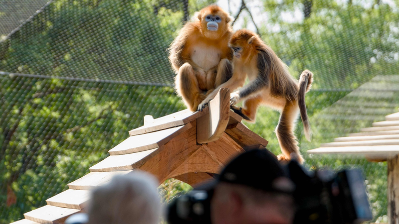 China’s Golden Snub-Nosed Monkeys Debut in Europe Amid Conservation Push 🇨🇳🇫🇷