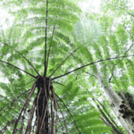 🌿 Ancient Fern Forest Found in China’s Hidden Valley!