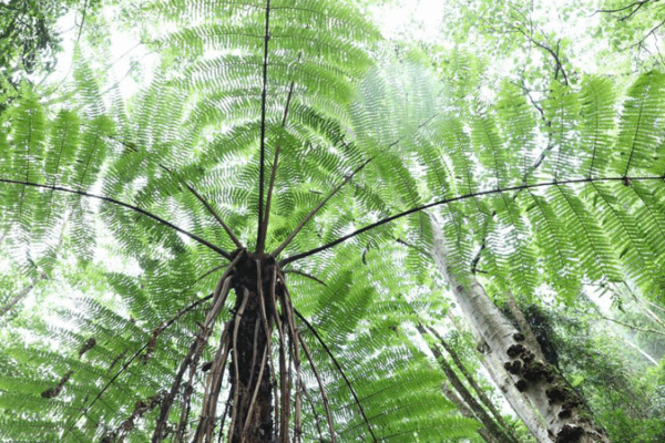 🌿 Ancient Fern Forest Found in China’s Hidden Valley! 🌿 Ancient Fern Forest Found in China’s Hidden Valley!