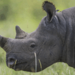 X2B2AX7PRVI2LE74I060 - 🌍NewspaperAmigo – Your Global News Buddy 🗞️ Rhino Poaching Crisis: Over 100 Killed in South Africa This Year 🌍🦏
