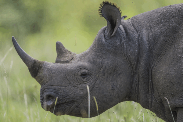 Rhino Poaching Crisis: Over 100 Killed in South Africa This Year 🌍🦏 Rhino Poaching Crisis: Over 100 Killed in South Africa This Year 🌍🦏