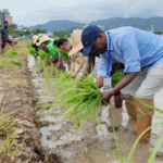 YC6OQV5F0XCVATUBXDM1 - 🌍NewspaperAmigo – Your Global News Buddy 🗞️ 🌱 African Nations Embrace China’s Perennial Rice Tech to Boost Food Security