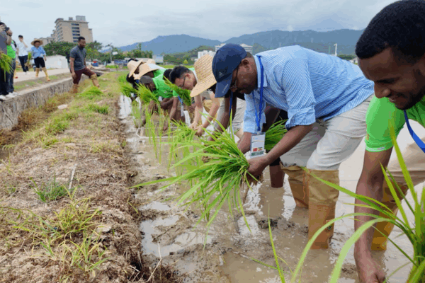 🌱 African Nations Embrace China’s Perennial Rice Tech to Boost Food Security 🌱 African Nations Embrace China’s Perennial Rice Tech to Boost Food Security