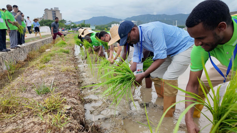 YC6OQV5F0XCVATUBXDM1 - 🌍NewspaperAmigo – Your Global News Buddy 🗞️ 🌱 African Nations Embrace China’s Perennial Rice Tech to Boost Food Security