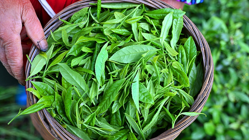 Scientists Crack Code to Keep Late-Spring Tea Fresh 🍵✨ Scientists Crack Code to Keep Late-Spring Tea Fresh 🍵✨