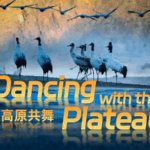 YY67PHC09X6AEYPM31Q1 - 🌍NewspaperAmigo – Your Global News Buddy 🗞️ 🌿 Discover the Stunning Wildlife of the Qinghai-Tibet Plateau in New 4K Doc! video poster