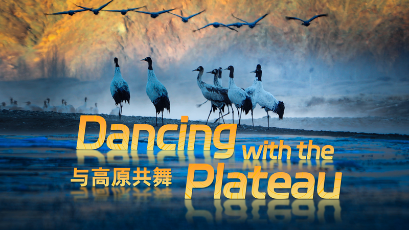 🌿 Discover the Stunning Wildlife of the Qinghai-Tibet Plateau in New 4K Doc! video poster