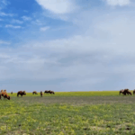 YYBK8QW4QQ0Y8ZV1XLS0 - 🌍NewspaperAmigo – Your Global News Buddy 🗞️ Camel Migration Spectacle in Xinjiang: 10,000 Camels Hit the Road 🐪🌿 video poster