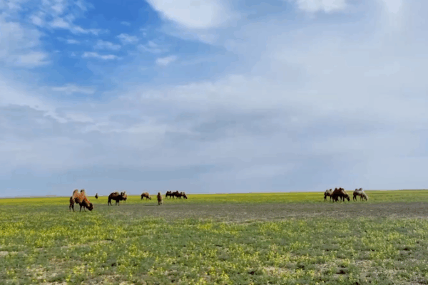 Camel Migration Spectacle in Xinjiang: 10,000 Camels Hit the Road 🐪🌿 video poster