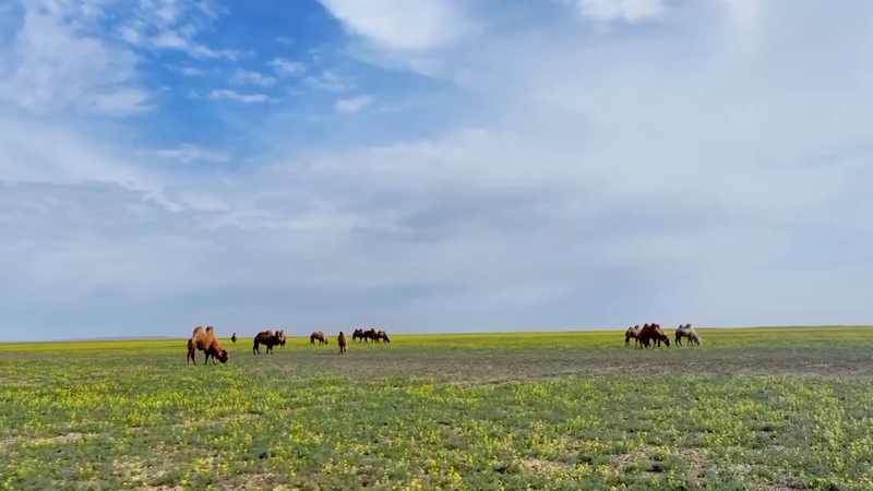 Camel Migration Spectacle in Xinjiang: 10,000 Camels Hit the Road 🐪🌿 video poster
