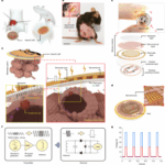 YZ2IIVWK6HW4RG30MJX7 - 🌍NewspaperAmigo – Your Global News Buddy 🗞️ Chinese Scientists Create ‘Organ Band-Aid’ for Precision Medicine Breakthrough 🩹🔬