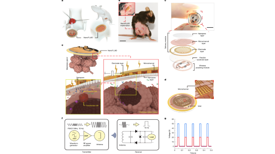 YZ2IIVWK6HW4RG30MJX7 - 🌍NewspaperAmigo – Your Global News Buddy 🗞️ Chinese Scientists Create ‘Organ Band-Aid’ for Precision Medicine Breakthrough 🩹🔬