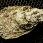 Oysters Unlock Climate Secrets: A Tasty Clue to Global Warming 🌍🦪