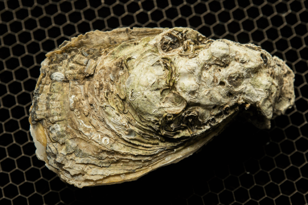 Oysters Unlock Climate Secrets: A Tasty Clue to Global Warming ππ¦ͺ Oysters Unlock Climate Secrets: A Tasty Clue to Global Warming ππ¦ͺ
