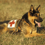 🐾 Paws on Duty: Celebrating Animal ‘Workers’ This Labor Day