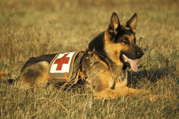 🐾 Paws on Duty: Celebrating Animal ‘Workers’ This Labor Day 🐾 Paws on Duty: Celebrating Animal ‘Workers’ This Labor Day