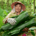 Z7DZCLR4XT370VFNVEQR - 🌍NewspaperAmigo – Your Global News Buddy 🗞️ Zongzi Leaves Boost Village Prosperity Ahead of Dragon Boat Festival 🌿🚀