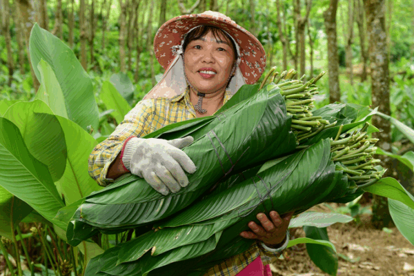 Zongzi Leaves Boost Village Prosperity Ahead of Dragon Boat Festival πΏπ Zongzi Leaves Boost Village Prosperity Ahead of Dragon Boat Festival πΏπ